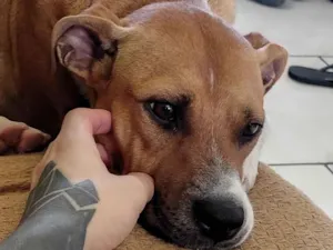 Cachorro raça SRD-ViraLata idade 2 anos nome Calica