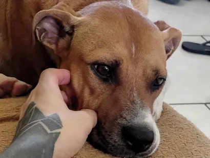 Cachorro raça SRD-ViraLata idade 2 anos nome Calica