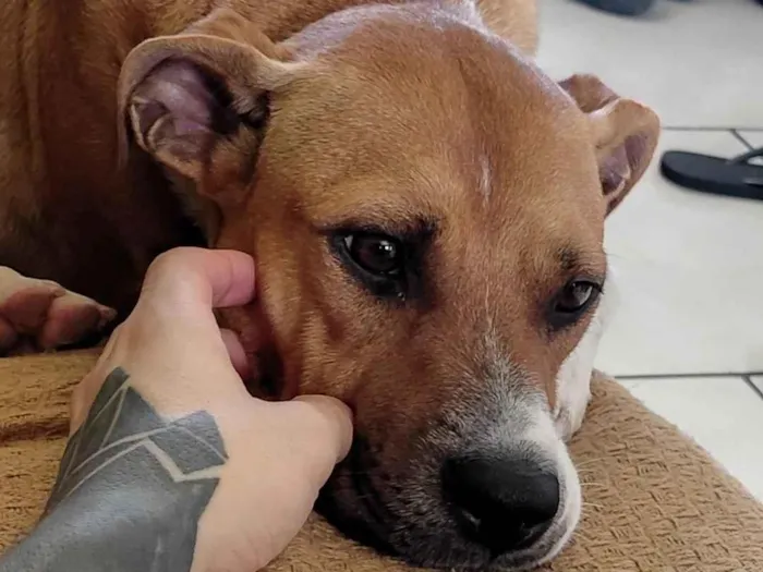 Cachorro raça SRD-ViraLata idade 2 anos nome Calica