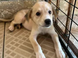 Cachorro raça SRD-ViraLata idade Abaixo de 2 meses nome denilza 