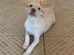 Cachorro raça SRD-ViraLata idade 2 a 6 meses nome filhote 