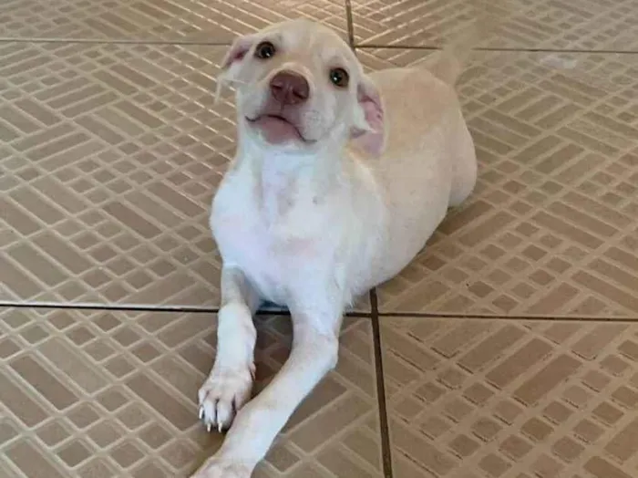 Cachorro raça SRD-ViraLata idade 2 a 6 meses nome filhote 