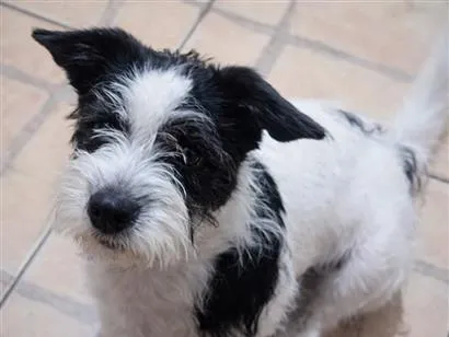 Cachorro raça SRD-ViraLata idade 2 anos nome Tokinho