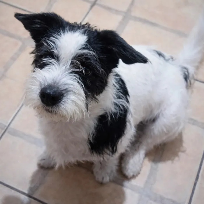 Cachorro raça SRD-ViraLata idade 2 anos nome Tokinho