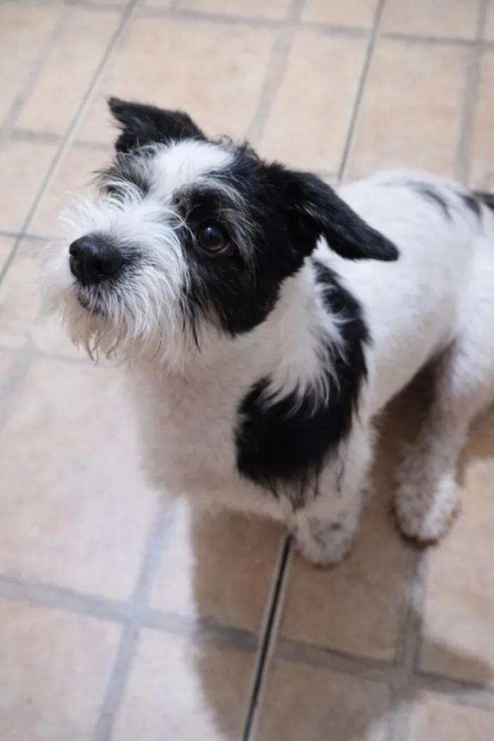 Cachorro raça SRD-ViraLata idade 2 anos nome Tokinho