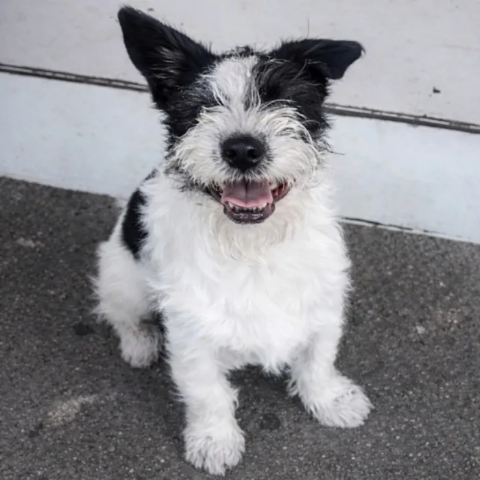 Cachorro raça SRD-ViraLata idade 2 anos nome Tokinho