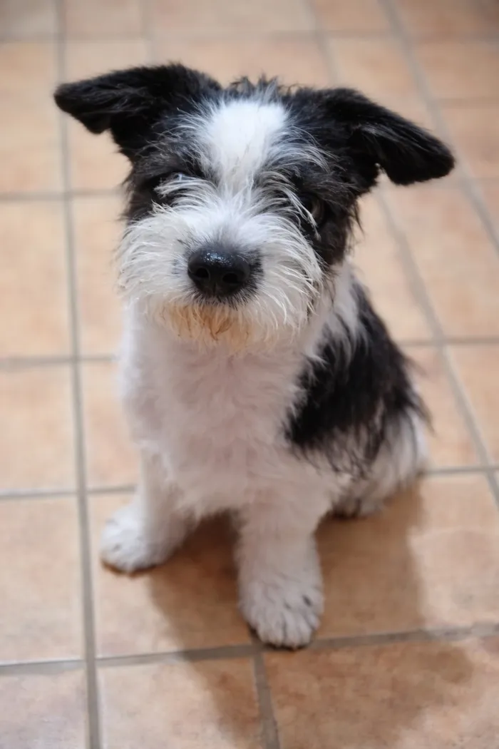 Cachorro raça SRD-ViraLata idade 2 anos nome Tokinho