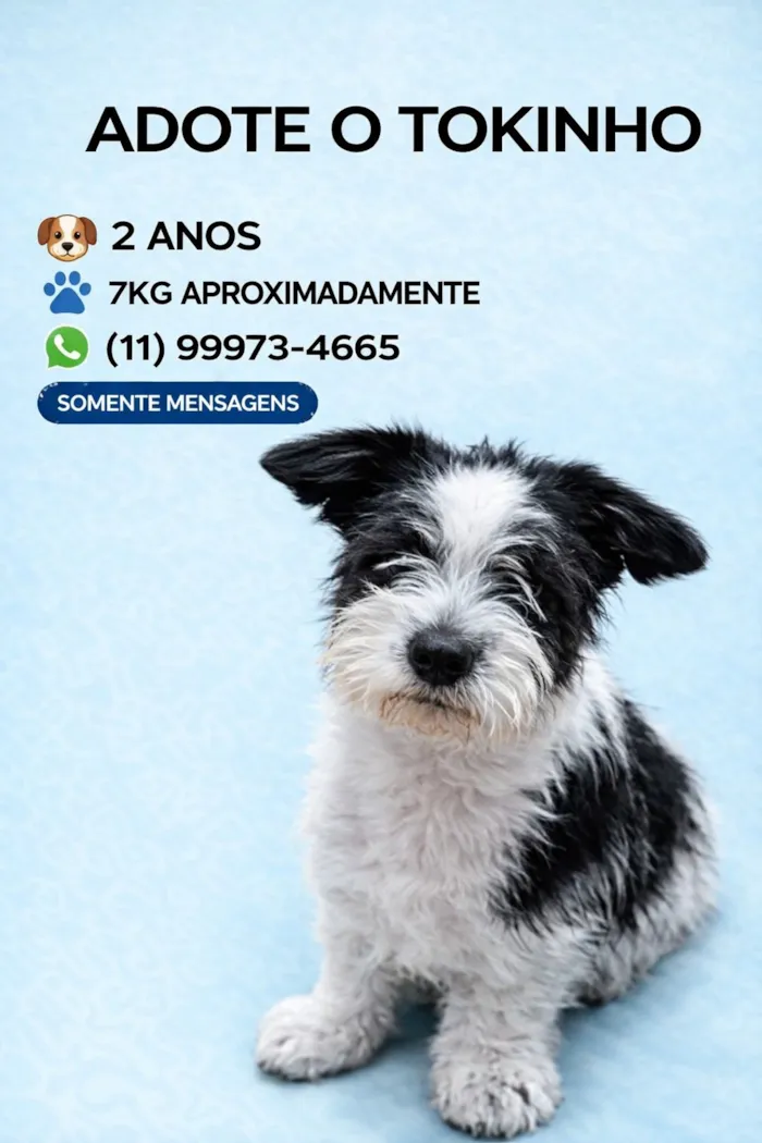 Cachorro raça SRD-ViraLata idade 2 anos nome Tokinho