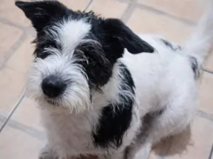 Cachorro raça SRD-ViraLata idade 2 anos nome Tokinho