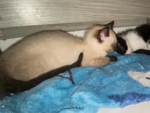 Gato raça  idade 2 a 6 meses nome Não tem nome 