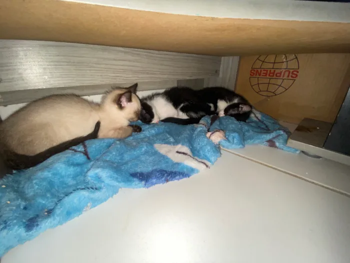 Gato raça  idade 2 a 6 meses nome Não tem nome 