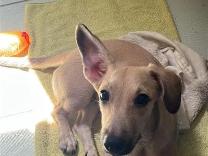 Cachorro raça SRD-ViraLata idade 2 a 6 meses nome Liz