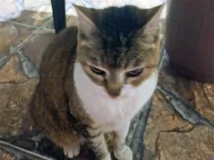 Gato raça SRD-ViraLata idade 5 anos nome Manhosa