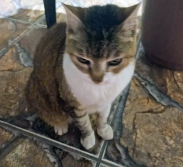Gato raça SRD-ViraLata idade 5 anos nome Manhosa