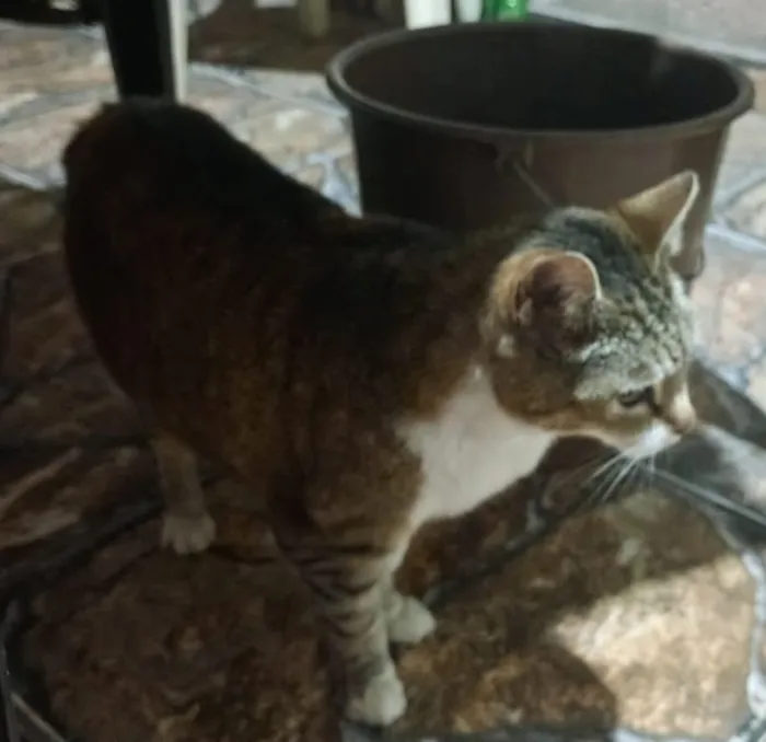 Gato raça SRD-ViraLata idade 5 anos nome Manhosa