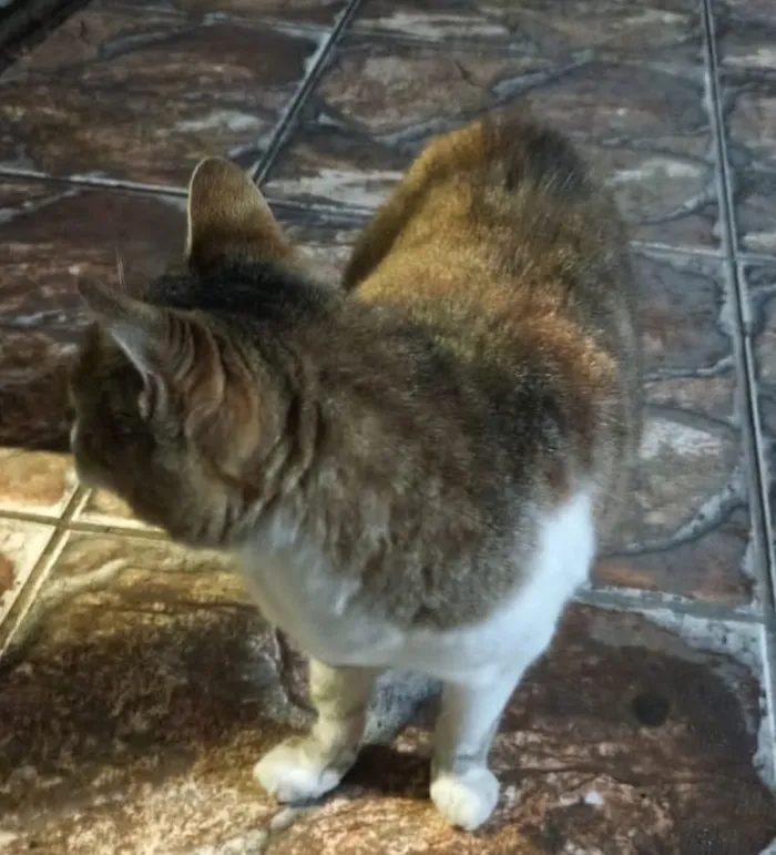 Gato raça SRD-ViraLata idade 5 anos nome Manhosa