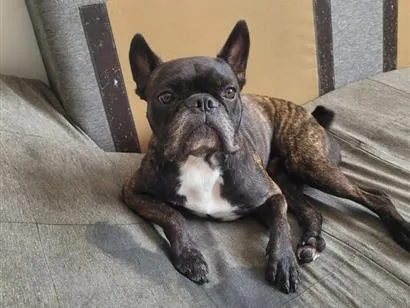 Cachorro raça SRD-ViraLata idade 3 anos nome Bruce
