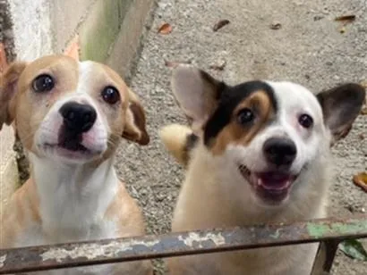 Cachorro raça SRD-ViraLata idade 3 anos nome Jack e Marley