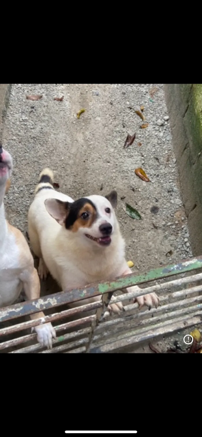Cachorro raça SRD-ViraLata idade 3 anos nome Jack e Marley
