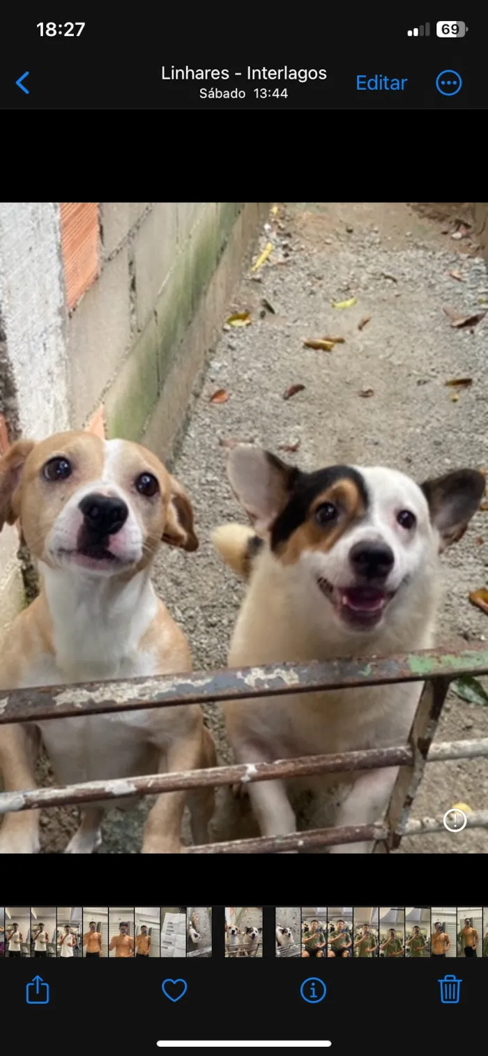 Cachorro raça SRD-ViraLata idade 3 anos nome Jack e Marley