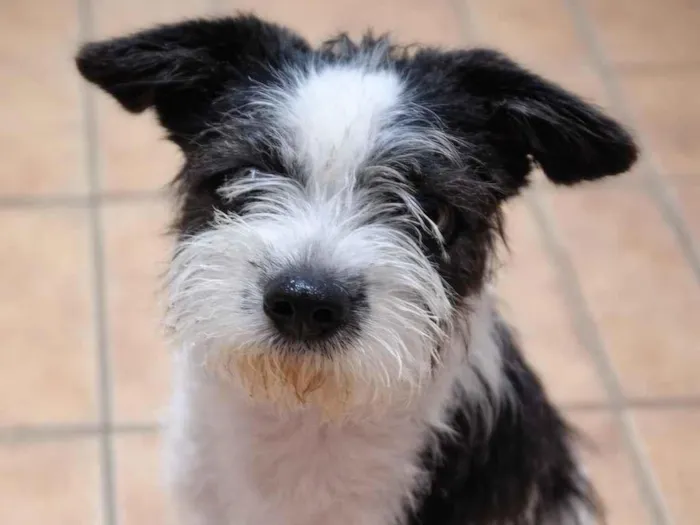 Cachorro raça SRD-ViraLata idade 2 anos nome Tokinho