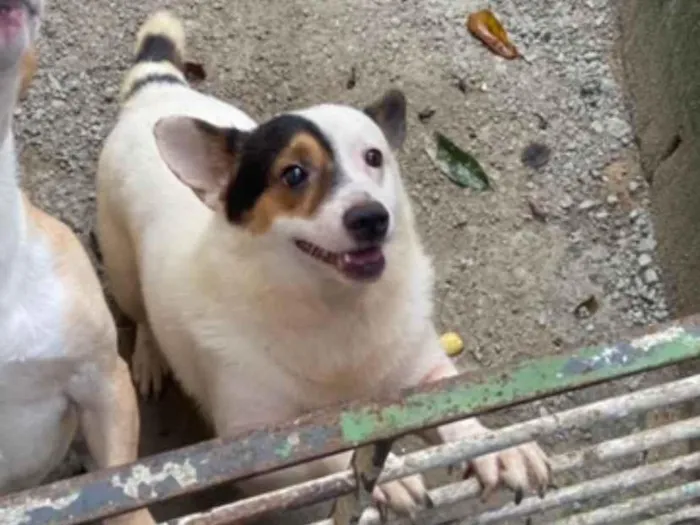 Cachorro raça SRD-ViraLata idade 3 anos nome Jack e Marley