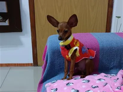 Cachorro raça SRD-ViraLata idade 7 a 11 meses nome Cisco 