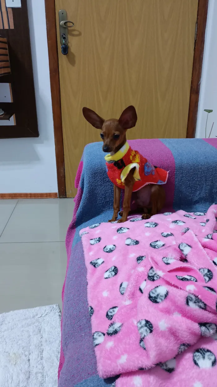 Cachorro raça SRD-ViraLata idade 7 a 11 meses nome Cisco 