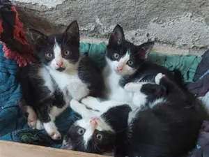 Gato raça SRD-ViraLata idade 2 a 6 meses nome gatos