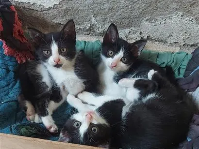 Gato raça SRD-ViraLata idade 2 a 6 meses nome gatos