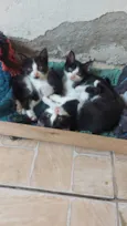 gatos
