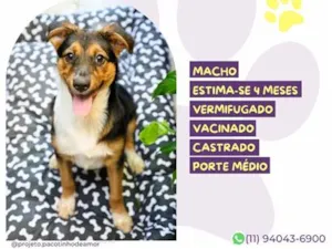 Cachorro raça SRD-ViraLata idade 2 a 6 meses nome Marvin
