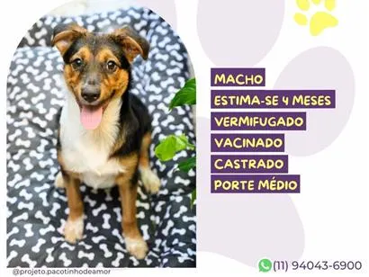 Cachorro raça SRD-ViraLata idade 2 a 6 meses nome Marvin