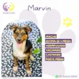 Marvin