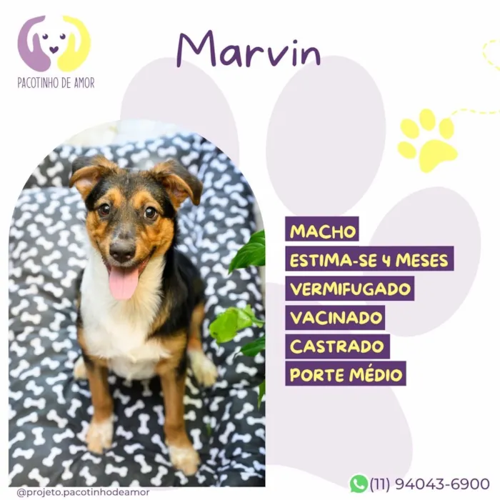 Cachorro raça SRD-ViraLata idade 2 a 6 meses nome Marvin