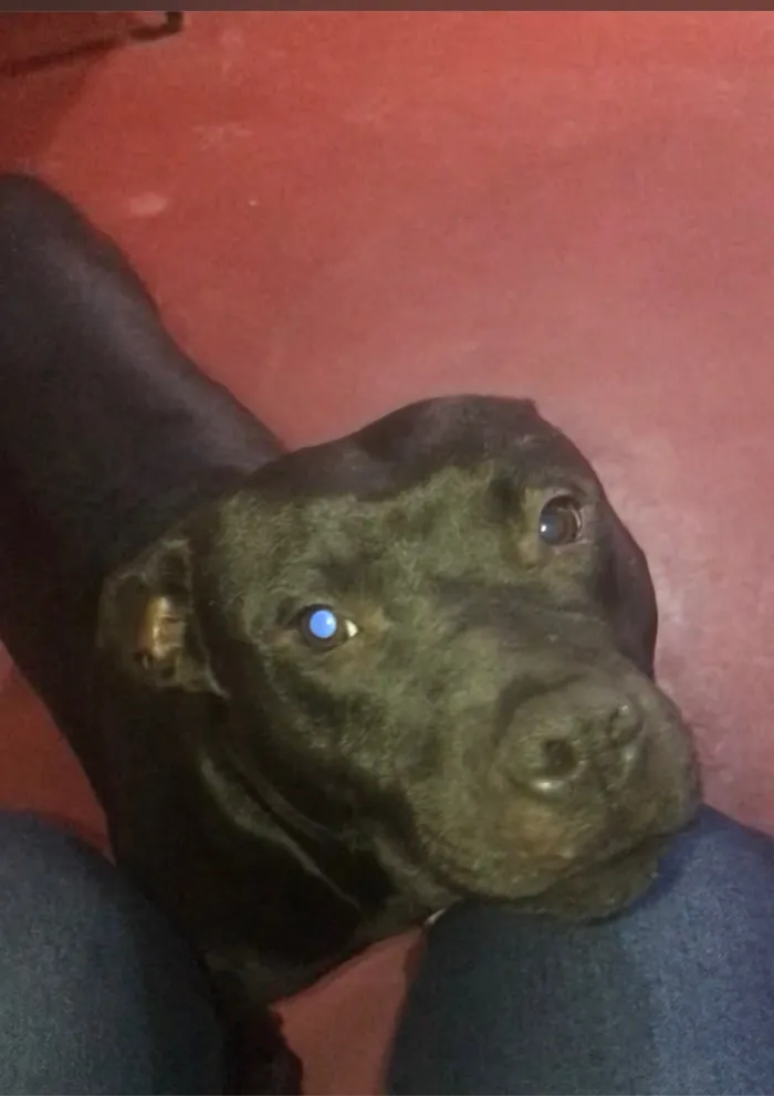 Cachorro raça Pit-Bull idade 7 a 11 meses nome Negan