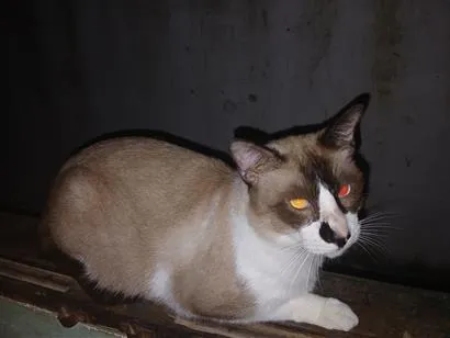 Gato raça Siamês idade 2 a 6 meses nome Sem nome