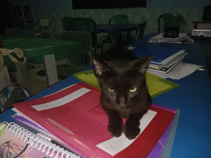 Gato raça Siamês idade 2 a 6 meses nome Sem nome