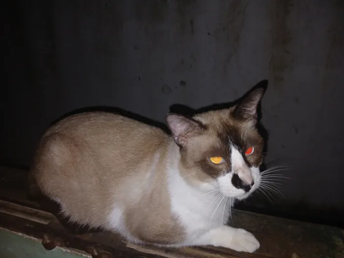 Gato raça Siamês idade 2 a 6 meses nome Sem nome