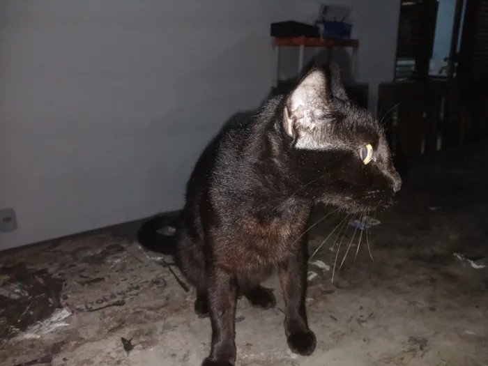 Gato raça Siamês idade 2 a 6 meses nome Sem nome