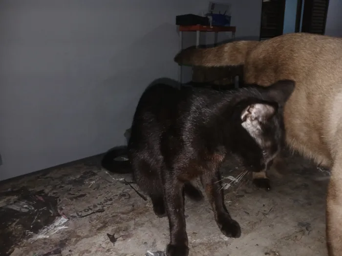 Gato raça Siamês idade 2 a 6 meses nome Sem nome