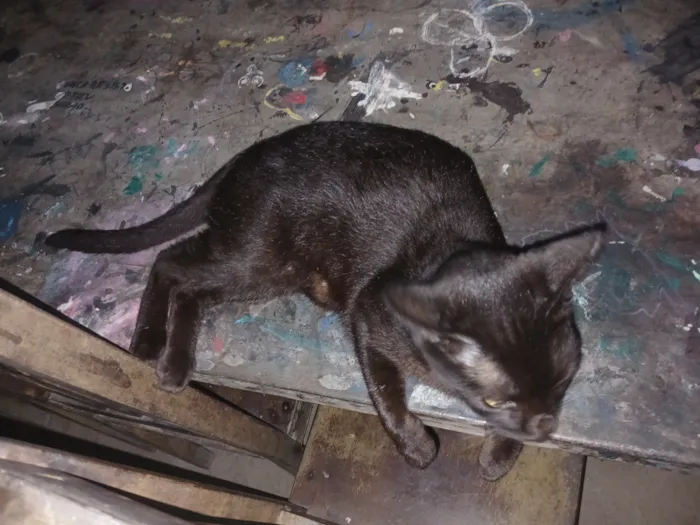 Gato raça Siamês idade 2 a 6 meses nome Sem nome