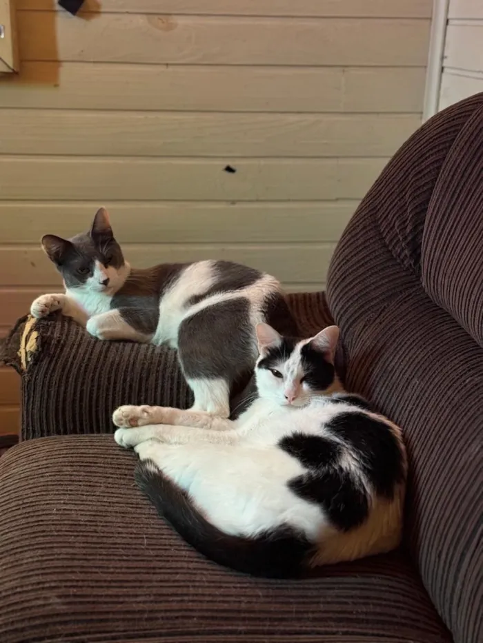 Gato raça SRD-ViraLata idade 3 anos nome Jack e Tyler