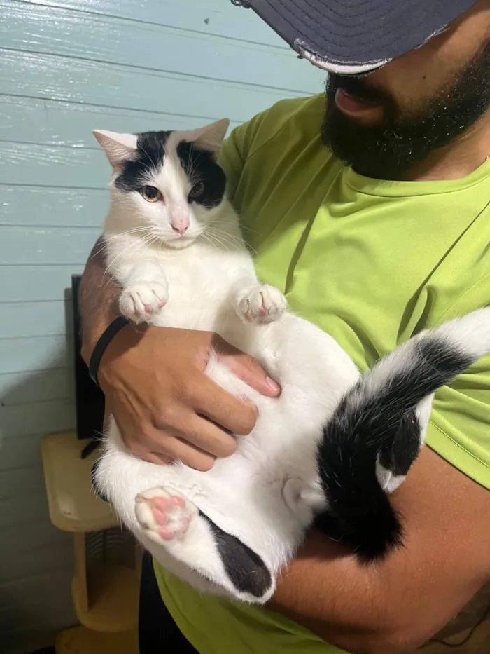 Gato raça SRD-ViraLata idade 3 anos nome Jack e Tyler