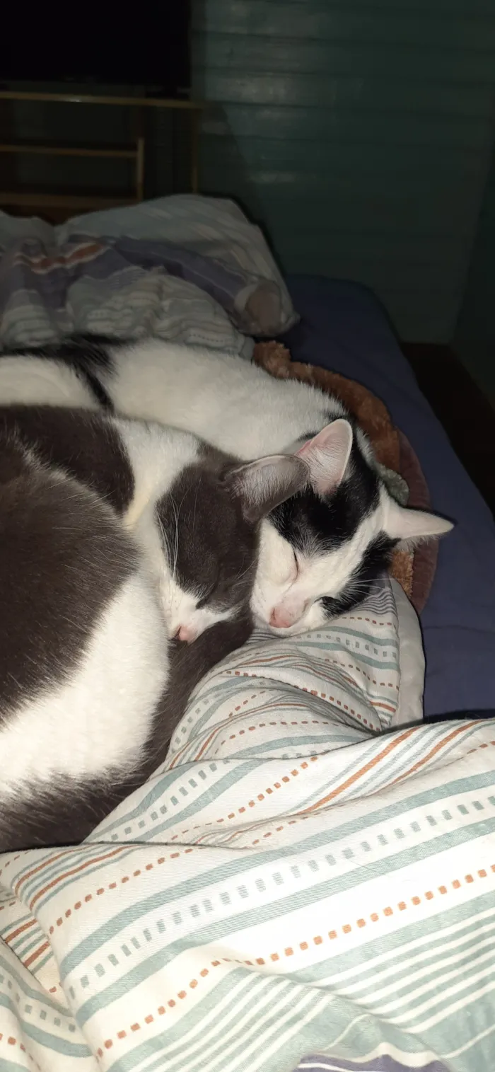 Gato raça SRD-ViraLata idade 3 anos nome Jack e Tyler