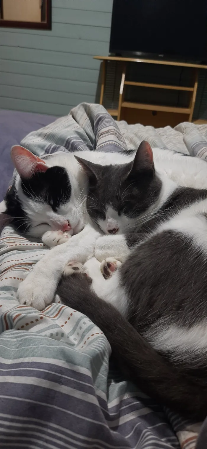 Gato raça SRD-ViraLata idade 3 anos nome Jack e Tyler