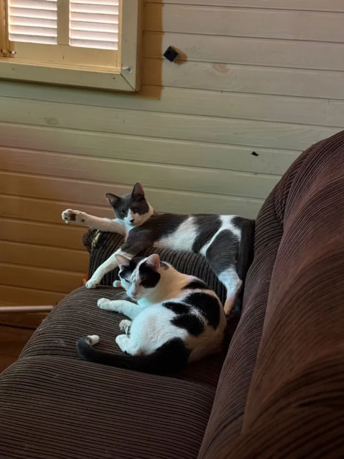 Gato raça SRD-ViraLata idade 3 anos nome Jack e Tyler