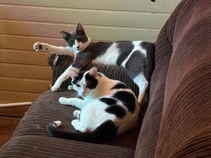 Gato raça SRD-ViraLata idade 3 anos nome Jack e Tyler