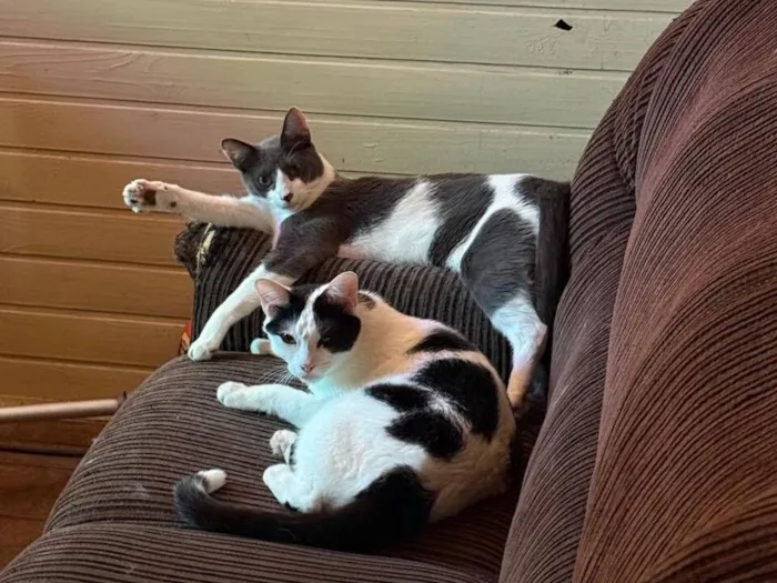 Gato raça SRD-ViraLata idade 3 anos nome Jack e Tyler