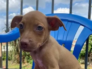 Cachorro raça SRD-ViraLata idade 2 a 6 meses nome pitty/tobby